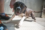 Clony, mix Amstaff Giovane e Pieno di Vita… - Foto n. 3