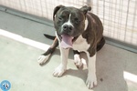 Clony, mix Amstaff Giovane e Pieno di Vita… - Foto n. 4