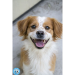 🐶 Altra Razza maschio di 6 anni e 6 mesi in adozione a Chioggia (VE) e in tutta Italia da associazione animali