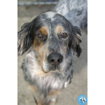 🐶 Setter maschio di 5 anni in adozione a Chioggia (VE) e in tutta Italia da associazione animali