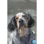 Gasper: Setter Usato, Abbandonato e Dimenticato…. - Foto n. 4
