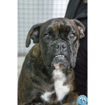🐶 Boxer femmina di 1 anno e 2 mesi in adozione a Chioggia (VE) e in tutta Italia da associazione animali