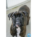 Maya, Boxer Comprata per fare Scena, ora Cerca solo Amore Vero.. - Foto n. 2