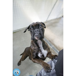 Maya, Boxer Comprata per fare Scena, ora Cerca solo Amore Vero.. - Foto n. 3