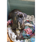 Maya, Boxer Comprata per fare Scena, ora Cerca solo Amore Vero.. - Foto n. 4