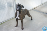 Maya, Boxer Comprata per fare Scena, ora Cerca solo Amore Vero.. - Foto n. 5