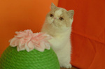Exotic Shorthair Maschio Crema e Bianco - Foto n. 2