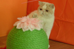 Exotic Shorthair Maschio Crema e Bianco - Foto n. 3