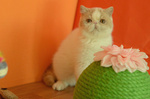 🐱 Exotic maschio in vendita a Milano (MI) e in tutta Italia da privato