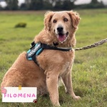 🐶 Golden Retriever femmina di 5 anni in adozione a Latina (LT) e in tutta Italia da associazione animali