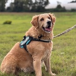 Filomena Incrocio Labrador - Golden Retriever Cerca Casa - Foto n. 3