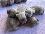 Golden Retriever - 100% Americani - Foto n. 2