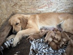 Golden Retriever - 100% Americani - Foto n. 3
