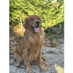Golden Retriever - 100% Americani - Foto n. 4
