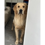 Golden Retriever - 100% Americani - Foto n. 5