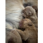 Golden Retriever - 100% Americani - Foto n. 6