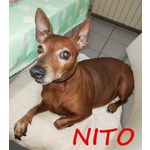 Nito Nonnino Rimasto solo - Urgentissimo! - Foto n. 2