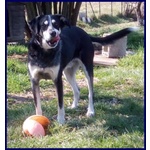 Dumbo Buono con Tutti Anche coi Gatti - sui 6anni - Foto n. 2