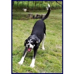 Dumbo Buono con Tutti Anche coi Gatti - sui 6anni - Foto n. 3