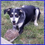 Dumbo Buono con Tutti Anche coi Gatti - sui 6anni - Foto n. 5