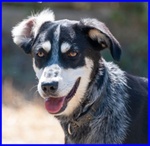 Dumbo Buono con Tutti Anche coi Gatti - sui 6anni - Foto n. 6