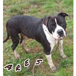 Ares 2-3anni Cerca casa con Persona Esperta - Foto n. 2