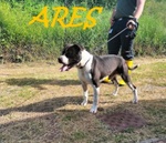 Ares 2-3anni Cerca casa con Persona Esperta - Foto n. 3