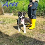 Ares 2-3anni Cerca casa con Persona Esperta - Foto n. 4