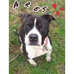 Ares 2-3anni Cerca casa con Persona Esperta - Foto n. 5