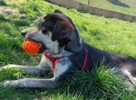 🐶 Altra Razza maschio in adozione a Milano (MI) e in tutta Italia da privato