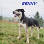 Benny un bel Timidino 3-4anni - Foto n. 2