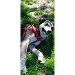 Benny un bel Timidino 3-4anni - Foto n. 5
