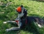 Benny un bel Timidino 3-4anni - Foto n. 6