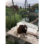 Lucio 3anni bel Timidino - Foto n. 5