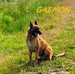 Gaemon Pastore Malinois Bello come il Sole! - Foto n. 2
