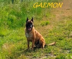 Gaemon Pastore Malinois Bello come il Sole! - Foto n. 4
