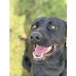 Rocky Simil Labrador Retriever in Adozione - 1 anno e Mezzo - Foto n. 2