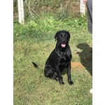 Rocky Simil Labrador Retriever in Adozione - 1 anno e Mezzo - Foto n. 3