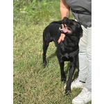 Rocky Simil Labrador Retriever in Adozione - 1 anno e Mezzo - Foto n. 4