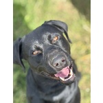 Rocky Simil Labrador Retriever in Adozione - 1 anno e Mezzo - Foto n. 5