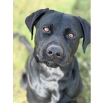 Rocky Simil Labrador Retriever in Adozione - 1 anno e Mezzo - Foto n. 6