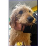 Giacomo 4anni ha Vissuto L'inferno - Molto Buono - Foto n. 3