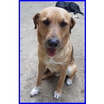🐶 Altra Razza maschio in adozione a Milano (MI) e in tutta Italia da privato