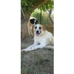 Lassie Giovane,buona, Socievole - Foto n. 4