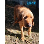 Dick 6anni ha Bisogno di una Casa! - Foto n. 3