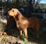 Dick 6anni ha Bisogno di una Casa! - Foto n. 5