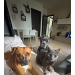 Regalo Amstaff - Foto n. 4