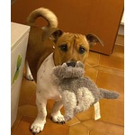 Cody Simil jack Russell in Adozione - Cagnolino 3 anni Taglia Piccola - Foto n. 2
