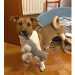 Cody Simil jack Russell in Adozione - Cagnolino 3 anni Taglia Piccola - Foto n. 3