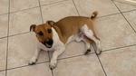 Cody Simil jack Russell in Adozione - Cagnolino 3 anni Taglia Piccola - Foto n. 4
